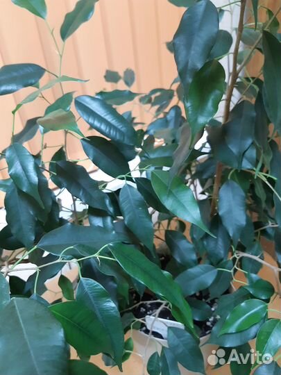 Фикус бенджамина