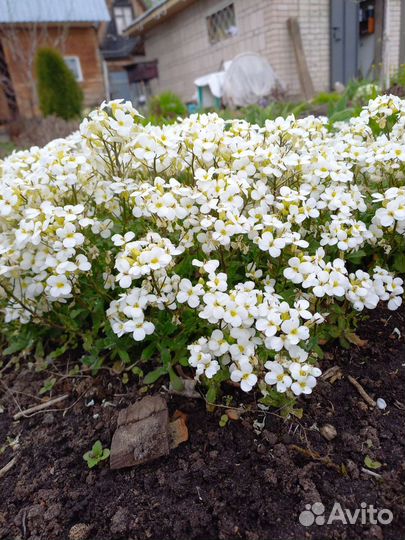 Многолетние цветы