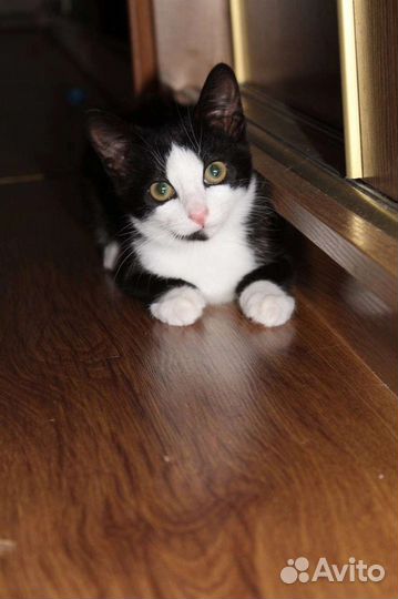 Котенок Костик в добрые руки