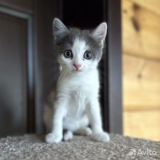 Домашние котята - мальчики 2 месяца