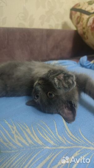 Котик в дар