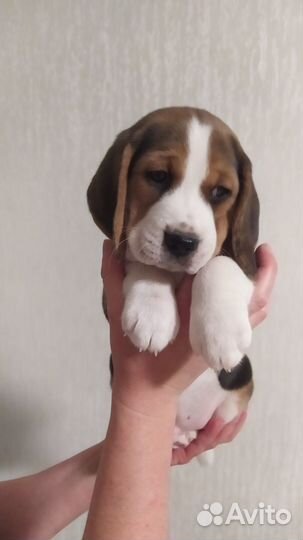 Щенки Бигль