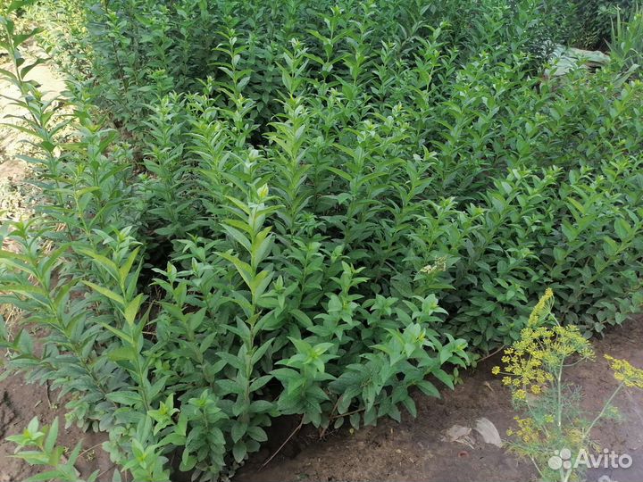 Саженцы бирючины обыкновенной