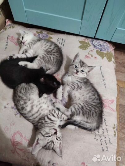 Домашние животные котята