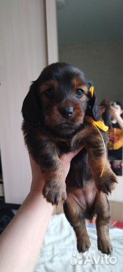 Длинношерстная такса