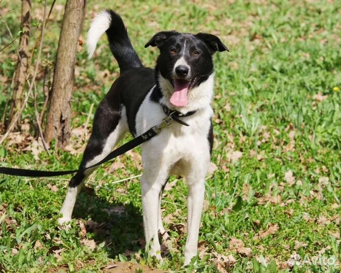 Собака в добрые руки