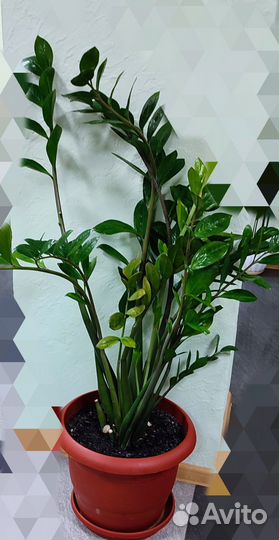 Замиокулькас