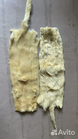 Шкурка животного Соболя