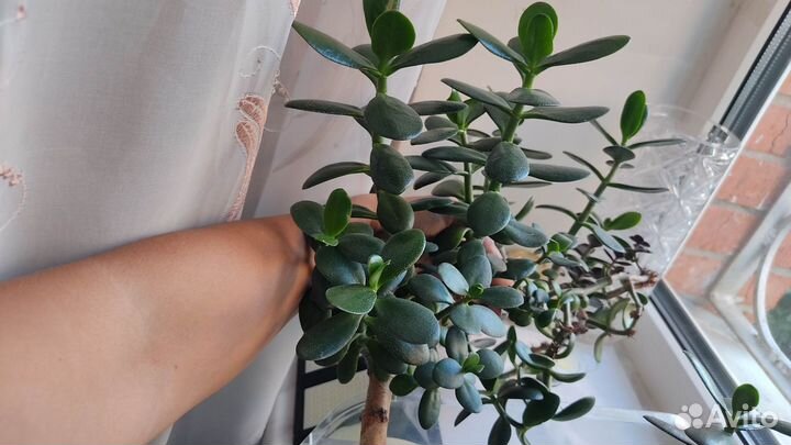 Флорариум из Толстянки