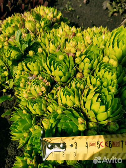 Каменная роза