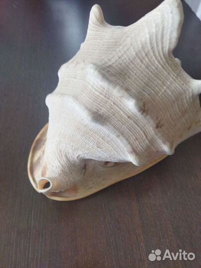 Ракушка морская