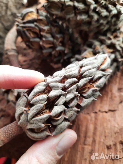 Шишка магнолии