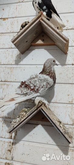 Голуби павлины