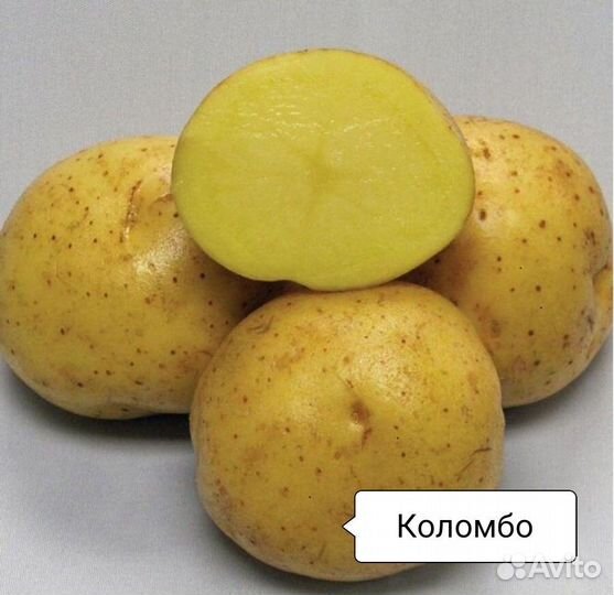 Семенной картофель