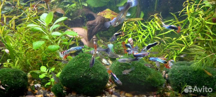 Рыбки гуппи