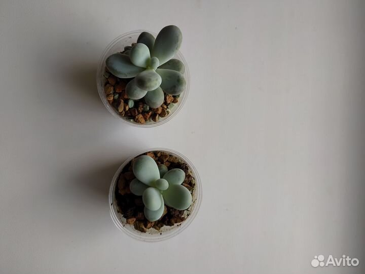 Пахифитум суккуленты