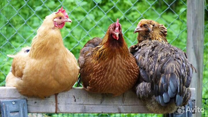 Навашино Куры молодки несушки