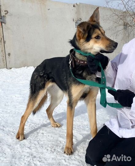 Собачка Кола в дар