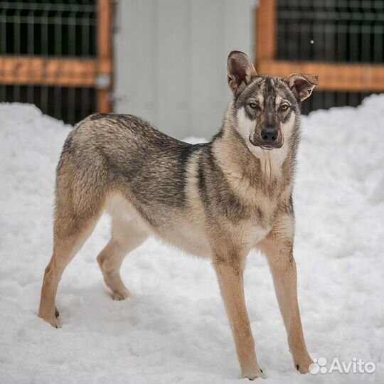 Метис кошки с собакой в добрые руки