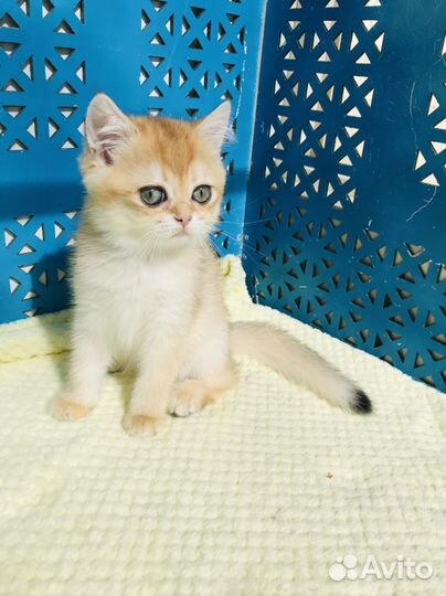 Котята золотая шиншилла