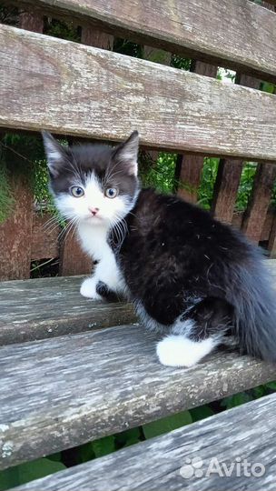 Котёнок в добрые руки