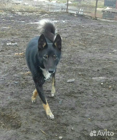 Якутская лайка (почти)