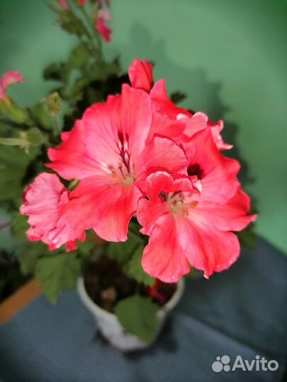 Королевские пеларгонии