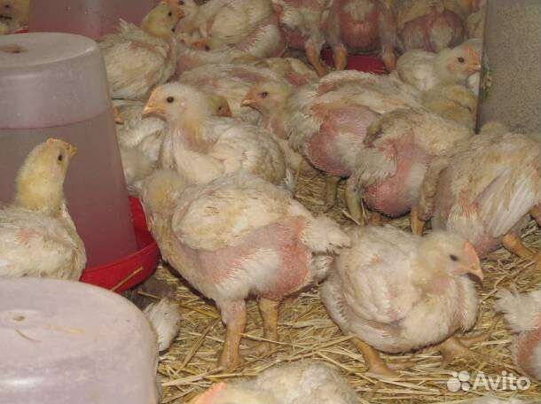 Бройлер, голошейка и т.д