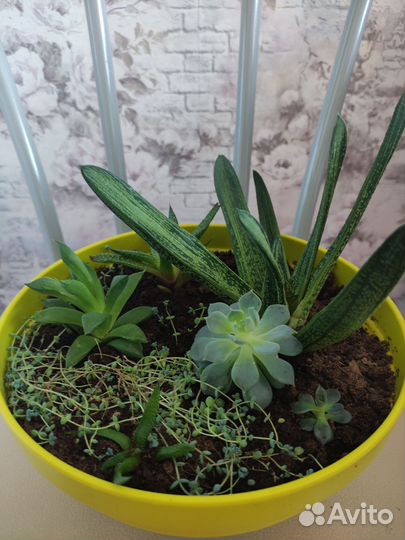 Набор суккулентов