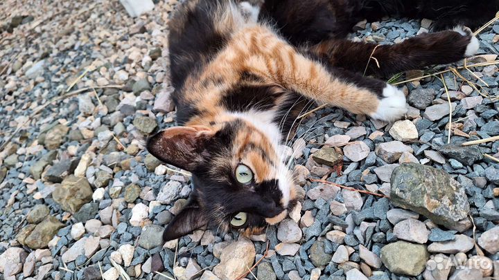 Котята ждут любящего хозяина