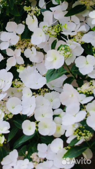 Гортензия.Ампельная.и.Вырви глаз.Хвойные