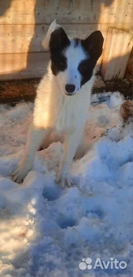 Щенки невероятного окраска и характера