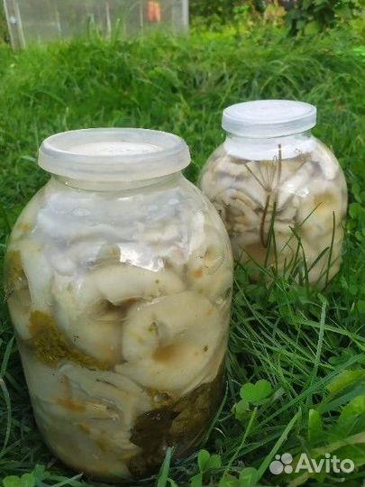 Продам соленые грузди