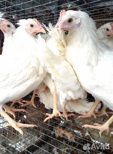 Курочки Молодые