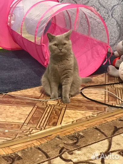 Британский котик