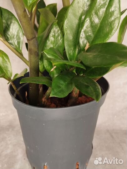 Замиакулькас на гидропонике