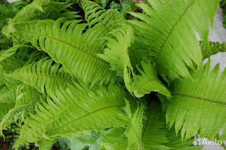 Папоротник садовый