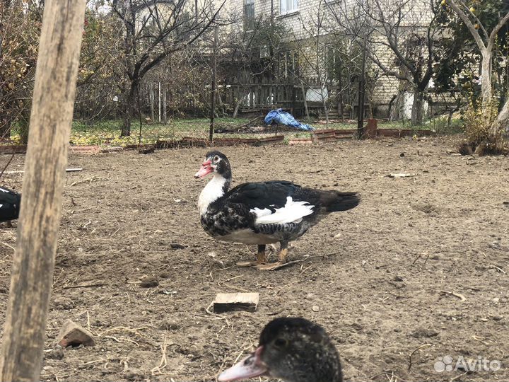 Утки муларды