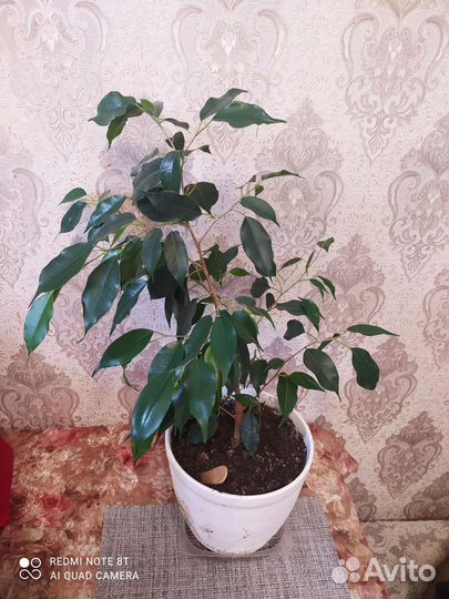 Фикус бенджамина