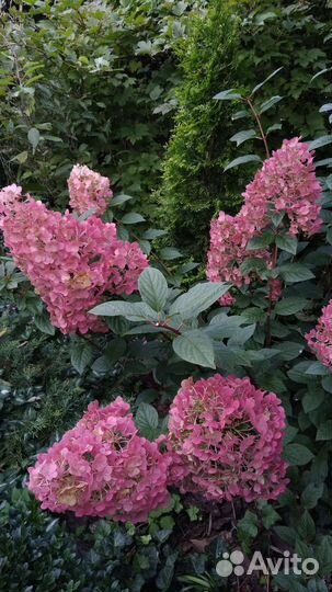 Гортензии метельчатые и древовидные