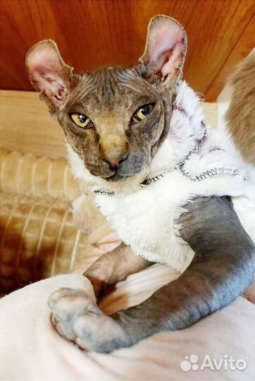 Сфинкс эльф (вязка)