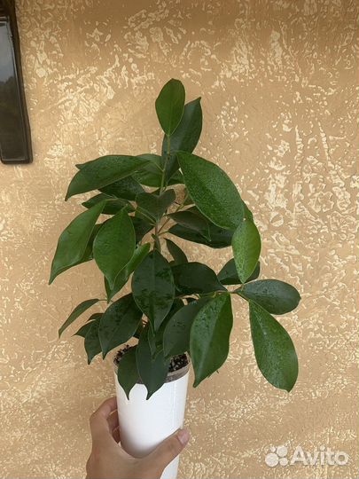 Часть 6. Комнатные растения цветы разные, фикус