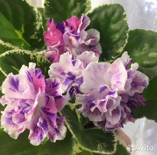 Фиалка Dn-Цветные Валентинки