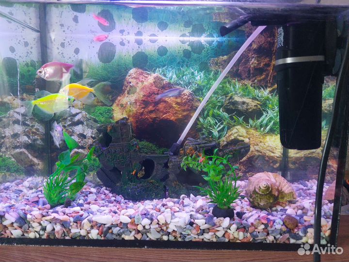 Аквариум с рыбками
