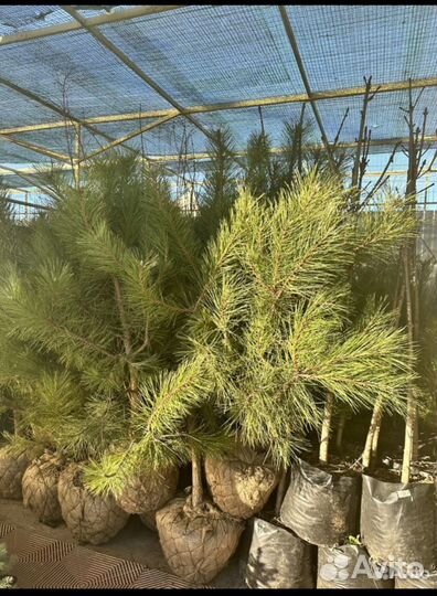 Крымская Сосна