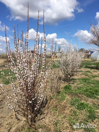 Саженцы войлочной вишни