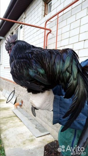 Яицо Ухейилюй