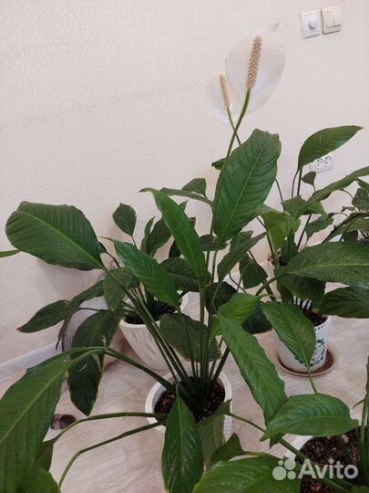 Спатифиллум сортовые