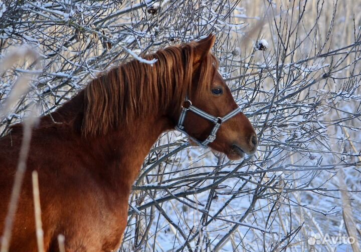 Продажа уэльского пони сектор Б