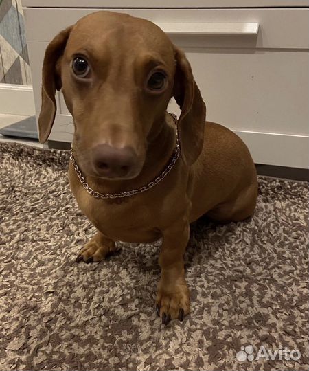 Вязка Такса Миша ищет невесту для свидания